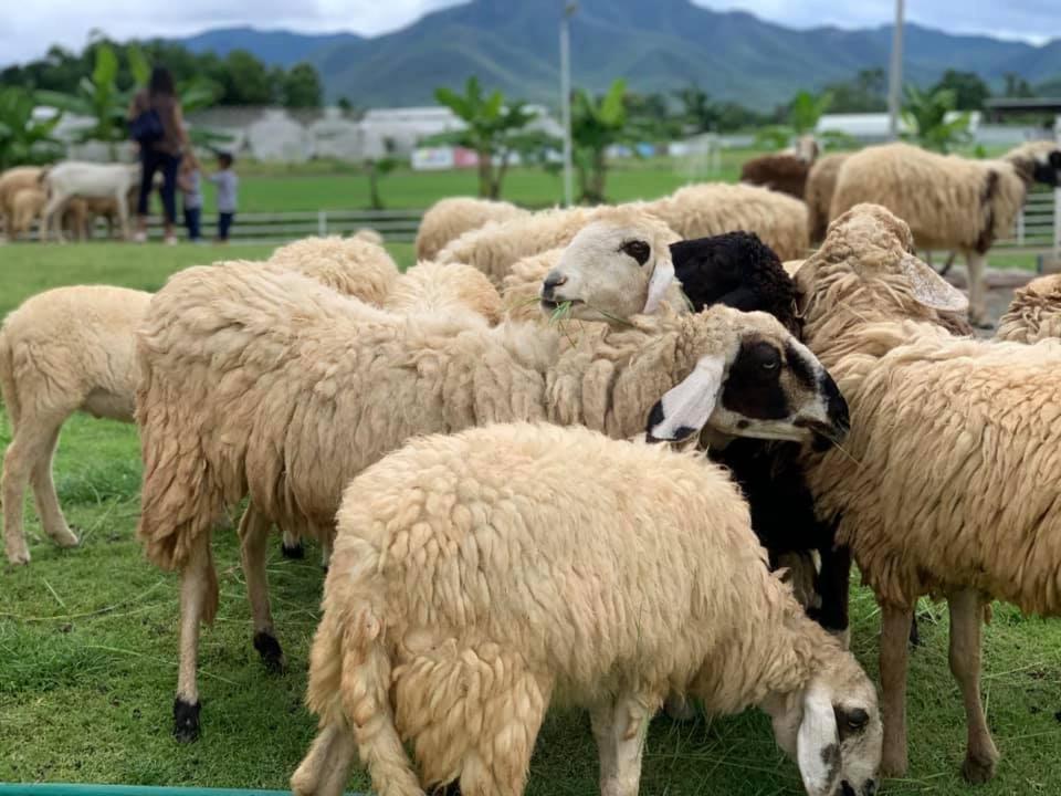 Oon Valley Farm Stay San Kamphaeng エクステリア 写真